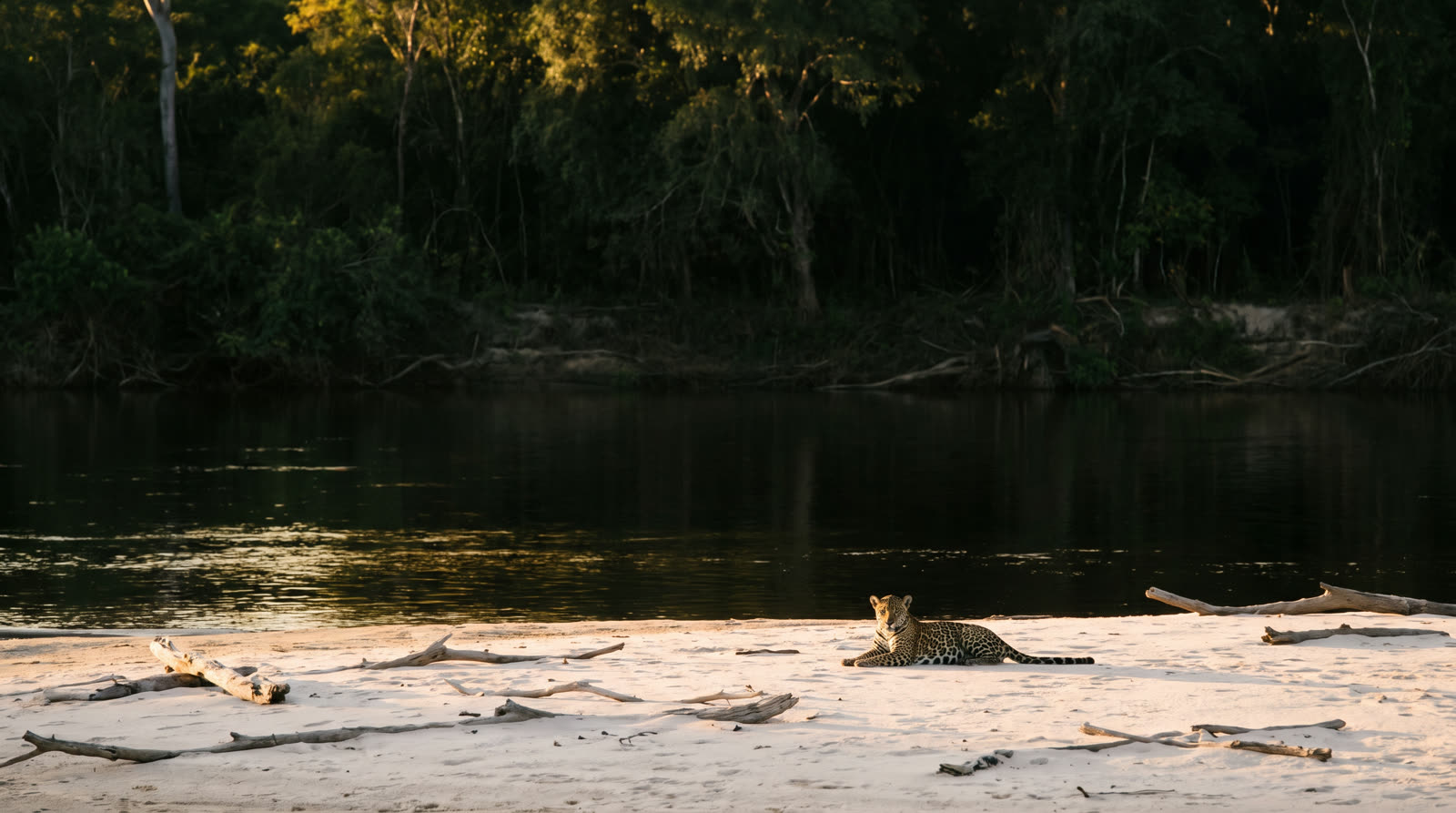 A river bend in the Pantanal, a jaguar resting on the far sandbank